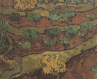 Vincent Van Gogh Olive Trees against a Slope of a Hill (nn04) China oil painting art